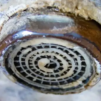 Tap spout with limescale damage.